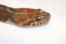 Close up of banded water snake after shed