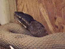 large cottonmouth shedding