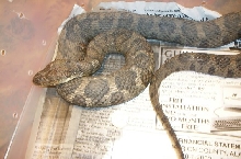 large midland