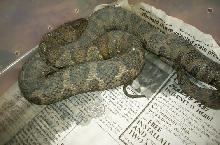 large midland 2