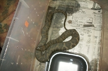 large midland 3