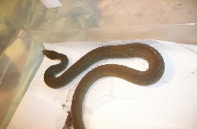 big yellow belly watersnake