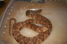 large banded water