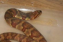 large one