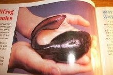 large tadpole