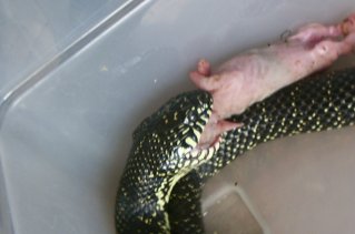 black king eating rabbit 1