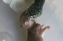 black king eating rabbit 1