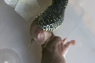 black king eating rabbit 1
