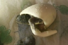 baby box turtle 1