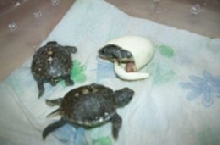 box turtles hatching 2