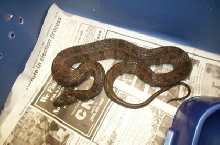 brown water snake