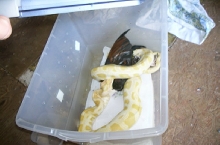 albino burm eating a rooster #1