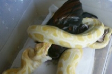 albino burm eating a rooster #2
