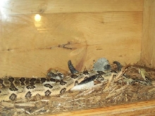 canebrake looking for food