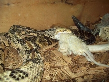 canebrake starting to swallow