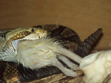 closeup of canebrake eating
