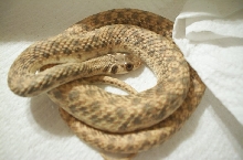 unknown snake form egypt