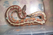 Female red blood