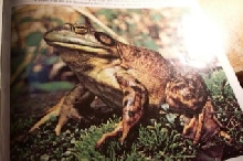 frog
