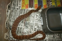 full snake