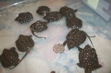a few alligator snappers