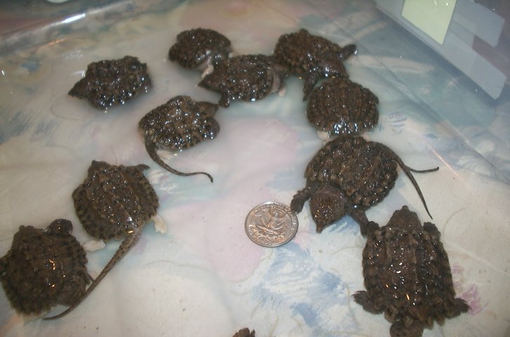 a few alligator snappers