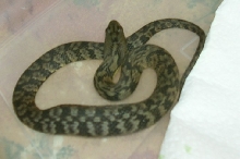 Male diamondba[bleep] water snake