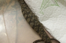 Pic2 of same male diamondba[bleep] water snake