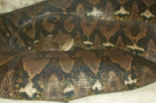 The big  retic from Memphis Zoo