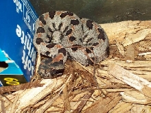 pygmy rattler looking