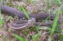 queen snake