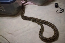 retic