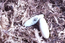 pic of ringneck slitting the egg