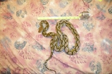 retic