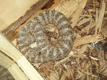 tiger rattler 1