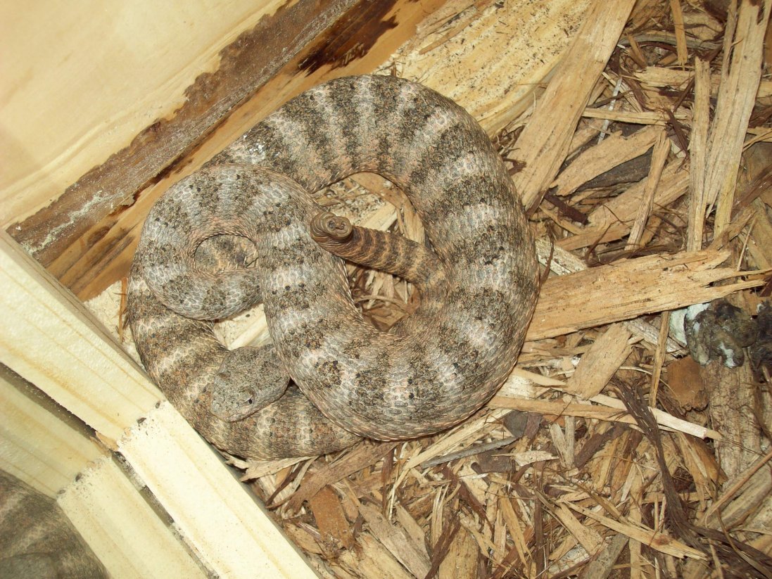tiger rattler 1