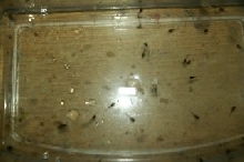 tree frog tads