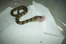 water eating pinky 1