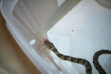 water eating a pinky 3