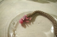 western hognose eating unsent pinky