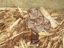 yearling copper