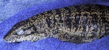 Ravage sleeping