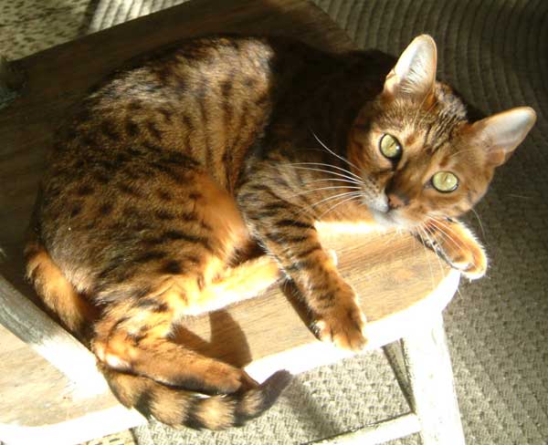 Yukio