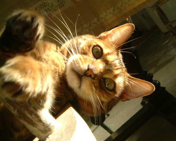 Yukio upside down