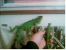 my two iggys