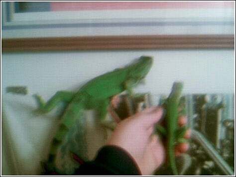 my two iggys