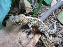 Ocelot gecko