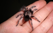RedKnee