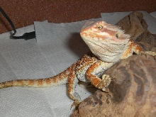 Beardie Female