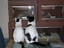 Reptile Enclosures- Cats
